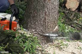 How Our Tree Care Process Works  in  Penngrove, CA