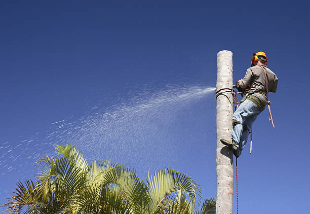 Lawn Maintenance Plans in Penngrove, CA