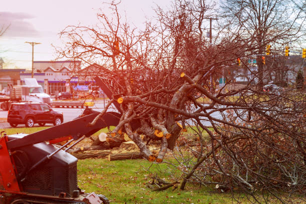 Best Tree Removal  in Penngrove, CA