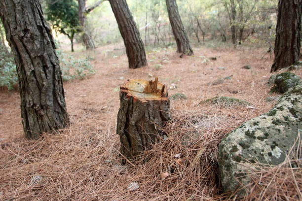 Professional Tree Care in Penngrove, CA
