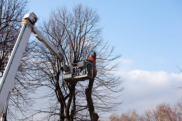 Best Hedge Trimming  in Penngrove, CA